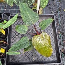 Load image into Gallery viewer, Philodendron Dark Lord, Exact Plant Ships Nationwide
