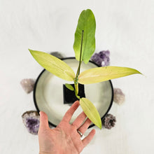 Load image into Gallery viewer, Philodendron Whipple Way, Exact Plant Variegated Ships Nationwide
