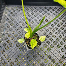 Load image into Gallery viewer, Alocasia Gageana Aurea, Exact Plant Variegated with babies
