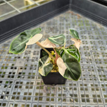 Load image into Gallery viewer, Alocasia Heart Balloon pink variegated exact plant, Fedex 2day*
