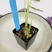 Load image into Gallery viewer, Alocasia Frydek, Exact Plant Variegated double plant Ships Nationwide
