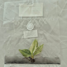 Load image into Gallery viewer, Philodendron White Knight Mint Variegated tissue culture 2DayAir
