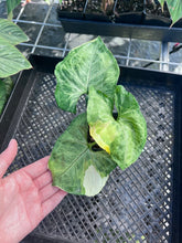 Load image into Gallery viewer, Syngonium Mango Allusion, Orm Thong, Exact Plant Variegated Ships Nationwide
