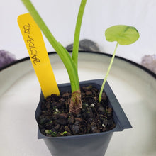 Load image into Gallery viewer, Alocasia Gageana Aurea, Exact Plant Variegated with baby
