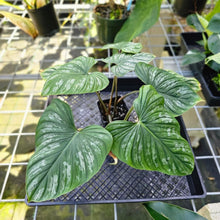 Load image into Gallery viewer, Philodendron Plowmanii, Exact Plant
