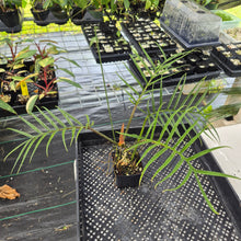 Load image into Gallery viewer, Philodendron Tortum 4" pot, Fedex 2day*
