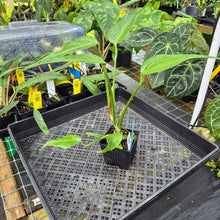 Load image into Gallery viewer, Monstera Burle Marx Flame, Exact Plant Ships Nationwide
