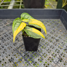 Load image into Gallery viewer, Monstera Siltepecana, Exact Plant Variegated Ships Nationwide
