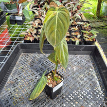 Load image into Gallery viewer, Philodendron Melanochrysum Variegated exact plant, Fedex 2day*
