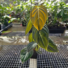 Load image into Gallery viewer, Philodendron Melanochrysum, Exact Plant 2&#39;&#39; pot Ships Nationwide
