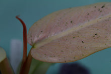 Load image into Gallery viewer, Variegated Philodendron Whipple Way, Exact Plant
