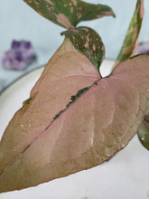 Load image into Gallery viewer, Pink Splash, exact plant, variegated Syngonium, ships nationwide
