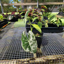 Load image into Gallery viewer, Alocasia Frydek, Exact Plant Variegated
