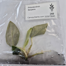 Load image into Gallery viewer, Philodendron Serpens tissue culture 2DayAir
