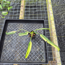 Load image into Gallery viewer, Philodendron Holtonianum Variegated 2.5" pot, Fedex 2day*
