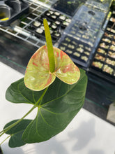 Load image into Gallery viewer, Anthurium Shibori, Exact Plant Variegated
