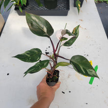 Load image into Gallery viewer, Philodendron Red Anderson, Exact Plant Ships Nationwide
