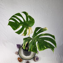 Load image into Gallery viewer, Monstera Thai Constellation, Exact Plant Variegated
