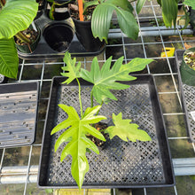 Load image into Gallery viewer, Philodendron Radiatum Aurea Variegated exact plant, Fedex 2day*

