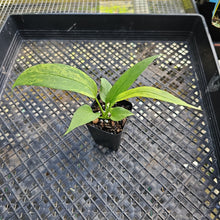 Load image into Gallery viewer, Anthurium Vittarifolium , Exact Plant Variegated Ships Nationwide
