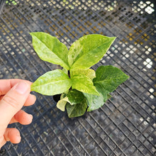Load image into Gallery viewer, Zamioculcas Zamiifolia Wild Form ZZ Variegated 2.5" pot, Fedex 2day*
