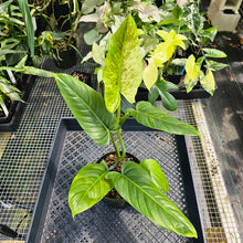 Load image into Gallery viewer, Philodendron Subhastatum Variegated 6" pot, Fedex 2day
