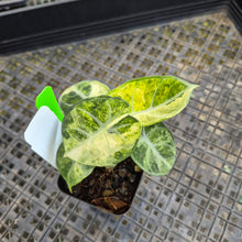 Load image into Gallery viewer, Alocasia Ninja, Exact Plant Variegated Ships Nationwide
