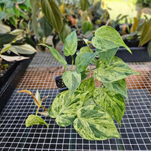 Load image into Gallery viewer, Philodendron Hederaceum, Heart Leaf, Exact Plant Variegated Ships Nationwide
