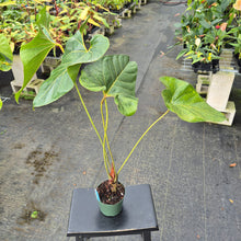 Load image into Gallery viewer, Anthurium Decipiens, Exact Plant Ships Nationwide
