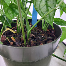 Load image into Gallery viewer, Monstera Siltepecana El Salvador, Exact Plant multi pot of 5 Ships Nationwide
