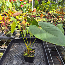 Load image into Gallery viewer, Anthurium Andraeanum Starlight Splash, Exact Plant, Speckled Ships Nationwide
