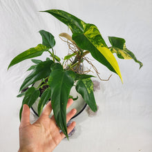 Load image into Gallery viewer, Philodendron Domesticum, Exact Plant Variegated
