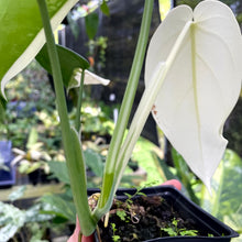 Load image into Gallery viewer, Syngonium Chiapense, Exact Plant Variegated Ships Nationwide
