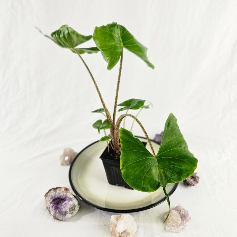 Alocasia Stingray, Exact Plant multi pot