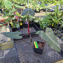Load image into Gallery viewer, Philodendron Dark Lord, Exact Plant Ships Nationwide
