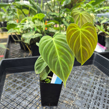 Load image into Gallery viewer, Philodendron Splendid, Exact Plant Ships Nationwide
