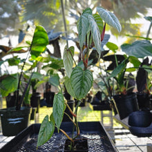 Load image into Gallery viewer, Philodendron Sodiroi True Form, Exact Plant Ships Nationwide
