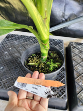 Load image into Gallery viewer, Dieffenbachia big ben, Exact Plant Ships Nationwide.
