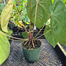 Load image into Gallery viewer, Anthurium Ace of Spades, Exact Plant Ships Nationwide
