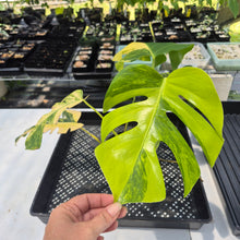 Load image into Gallery viewer, Monstera Borsigiana Aurea, Exact Plant Variegated Ships Nationwide
