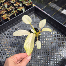 Load image into Gallery viewer, Philodendron Whipple Way Variegated exact plant, Fedex 2day*
