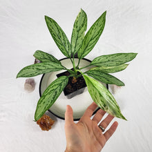 Load image into Gallery viewer, Aglaonema Ice Queen, Silver Queen, Exact Plant Variegated Ships Nationwide
