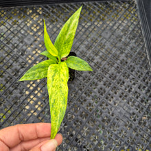 Load image into Gallery viewer, Anthurium Vittarifolium , Exact Plant Variegated Ships Nationwide
