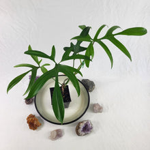 Load image into Gallery viewer, Philodendron Quercifolium, Exact Plant Ships Nationwide
