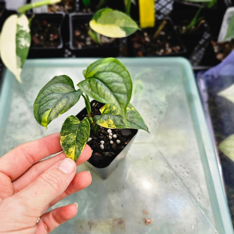 Monstera Siltepecana, Exact Plant Variegated Ships Nationwide