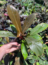 Load image into Gallery viewer, Philodendron Florida Bronze 4" pot, Fedex 2day*
