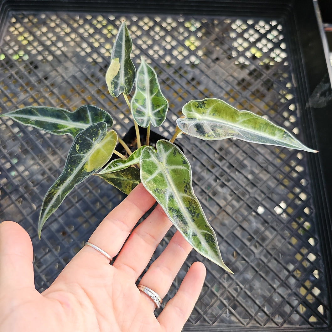 Alocasia Bambino, Exact Plant Variegated Ships Nationwide