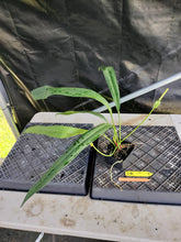 Load image into Gallery viewer, Anthurium Bakeri, Exact Plant Ships Nationwide
