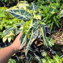 Load image into Gallery viewer, Alocasia Bambino Aurea Variegated 2.5" pot, Fedex 2day*
