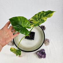 Load image into Gallery viewer, Alocasia Gageana Aurea, Exact Plant Variegated
